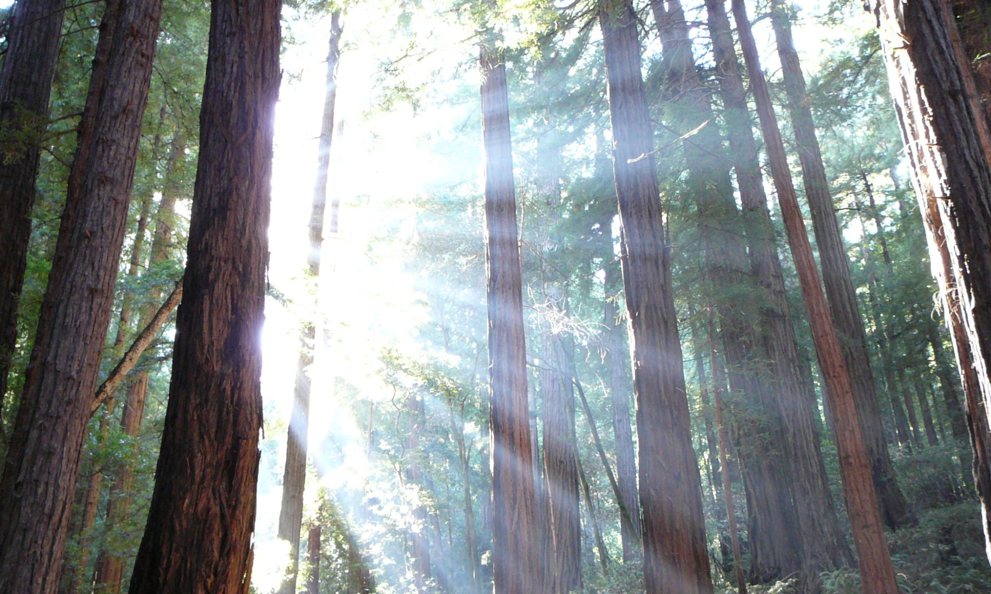 Redwood Canning Company